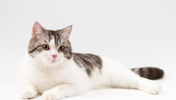 泰兴隆配资 动物学家分享：猫咪最讨厌人类对它做哪些行为？养猫者必看教学！