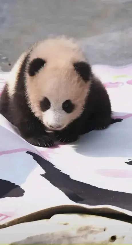 万达策略 大熊猫良月崽小月亮闪亮登场营业，可是，它的小表情显得委委屈屈